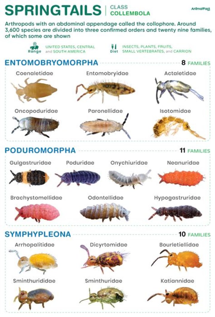 What does Collembola look like