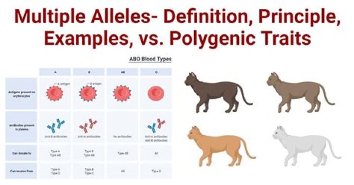 What does it mean for a trait to be both polygenic and multifactorial?