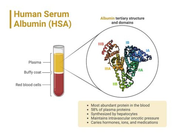 What does it mean if serum albumin is high