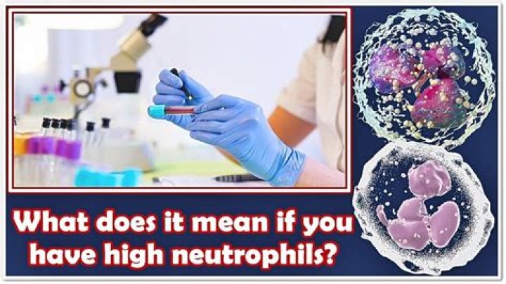 What does it mean when absolute neutrophils are high