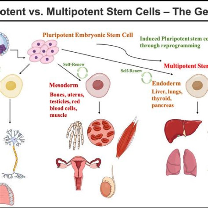 What does multipotent mean?