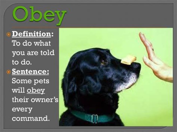 What does obey stand for?