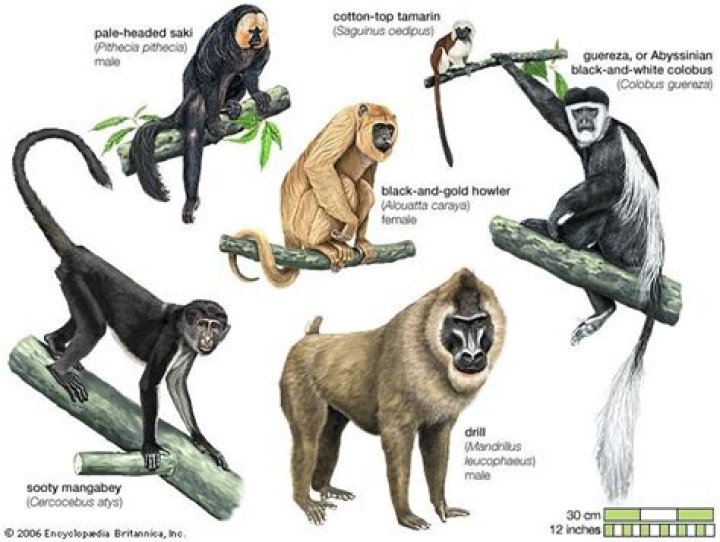 What does primate mean in biology