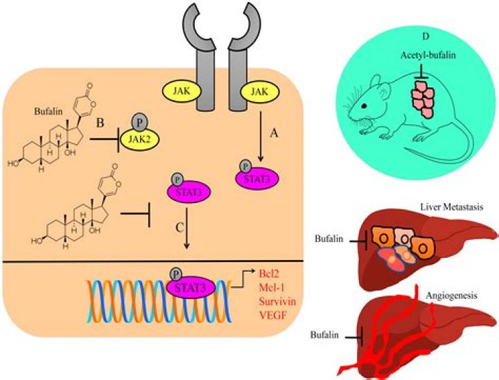 What does R1 and R2 mean in Code Geass?