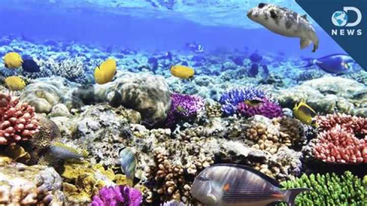 What does Reef parking mean?