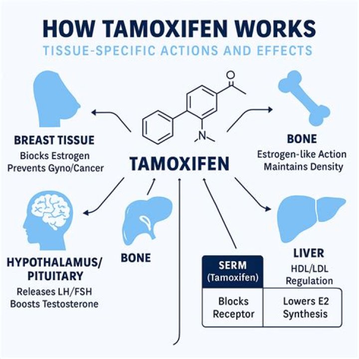 What does tamoxifen do in Cre?