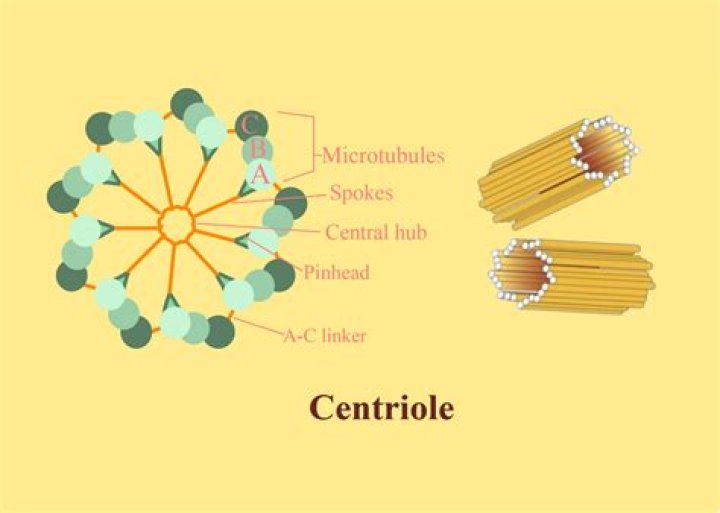 What does the Centriole do