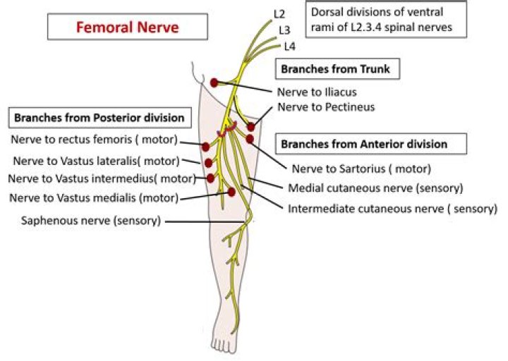 What does the femoral nerve innervate?