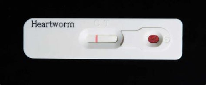 What does the heartworm SNAP test test for