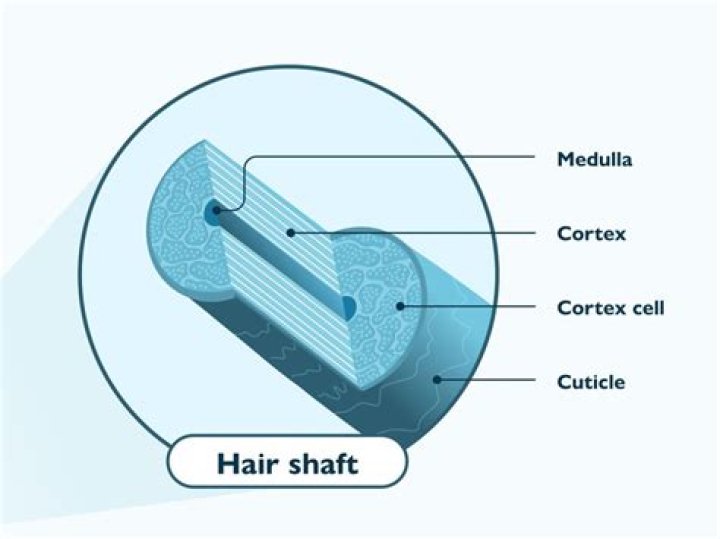 What does the medulla do in the hair shaft
