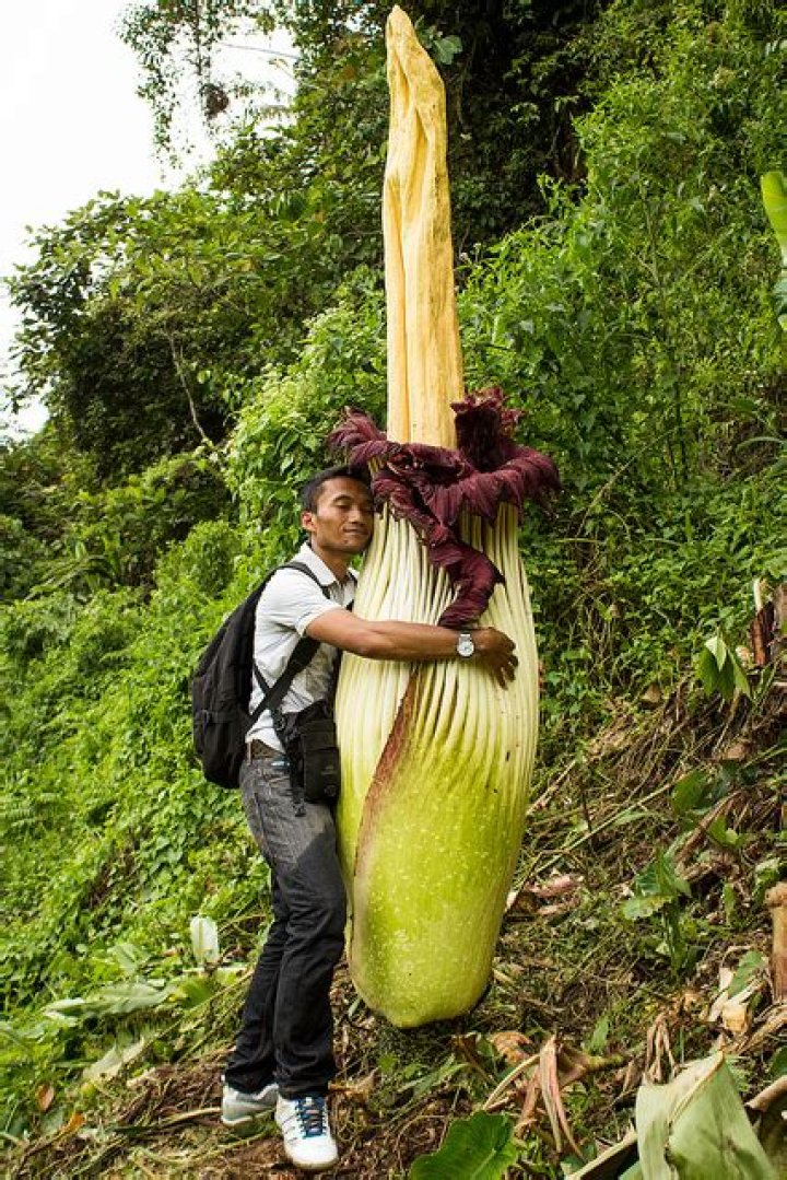 What does the Titan Arum do?