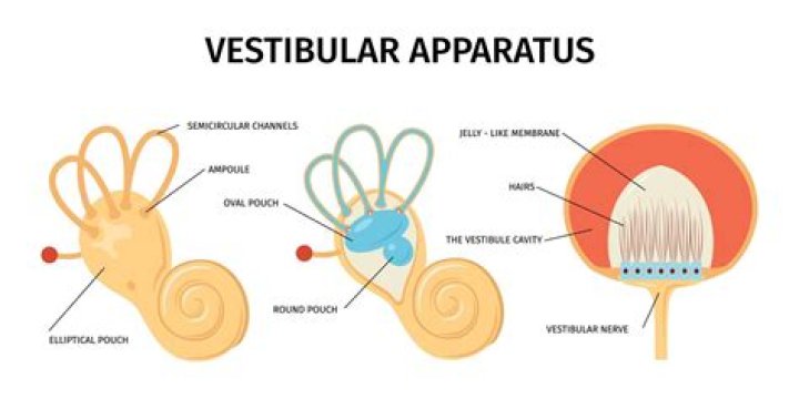 What does the vestibular apparatus do