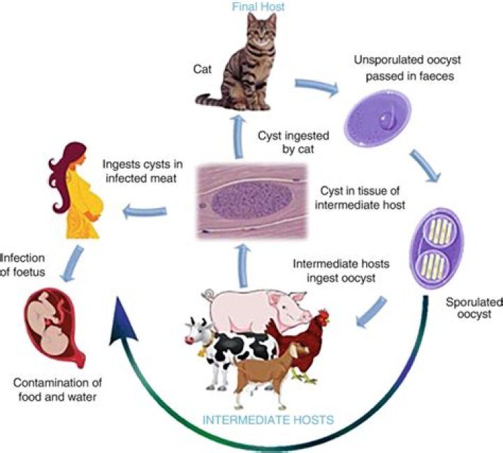 What does Toxoplasma gondii look like?