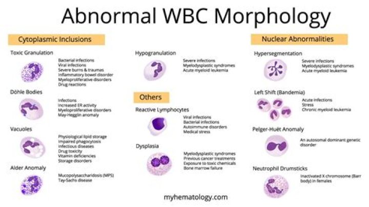 What does WBC esterase abnormal mean