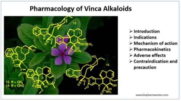 What drugs are vinca alkaloids