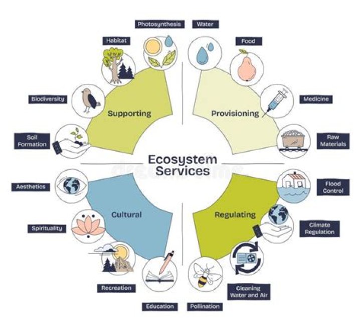 What ecosystem services does soil provide?