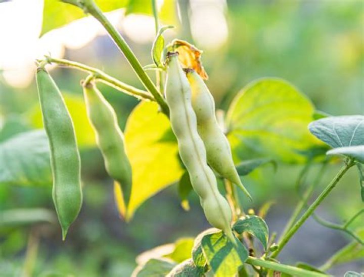 What environment do beans grow in?