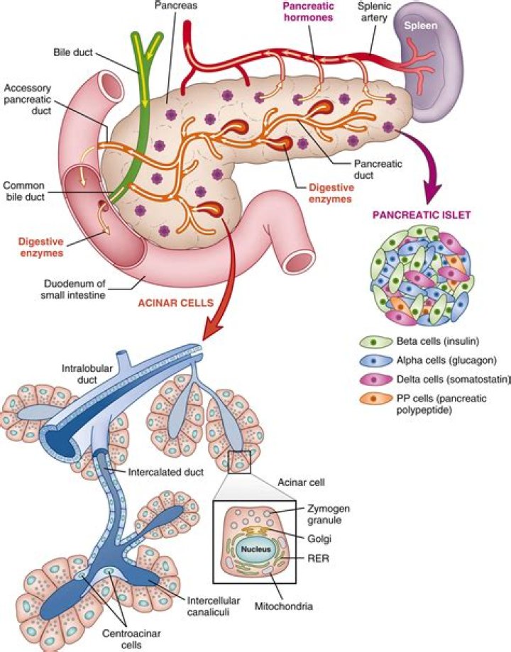 What enzymes do acinar cells secrete