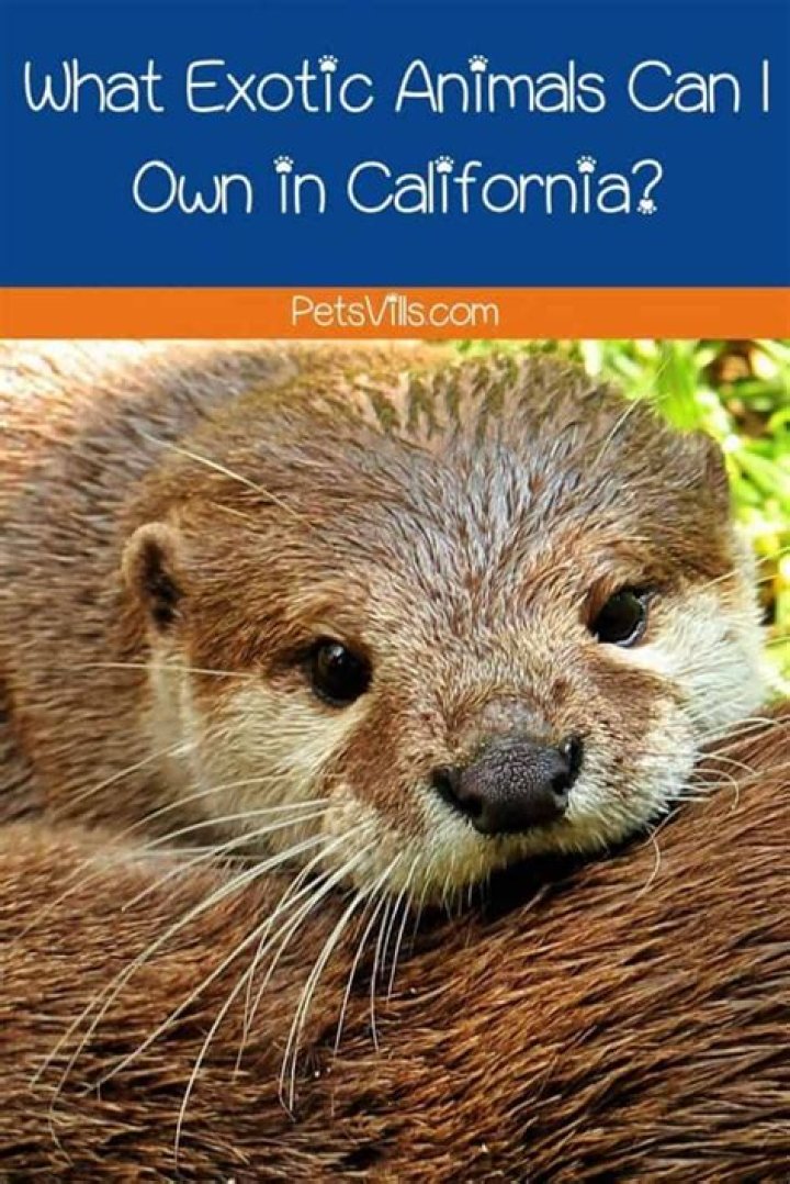 What exotic animals are legal in California?