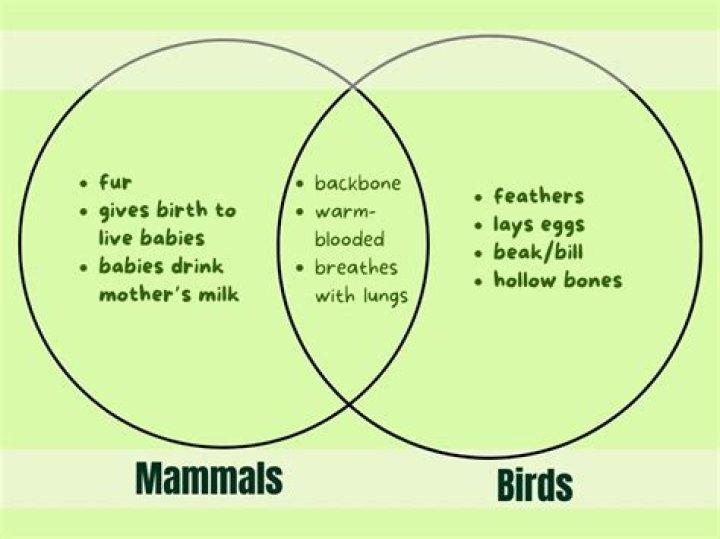 What external features of rats are common to all mammals
