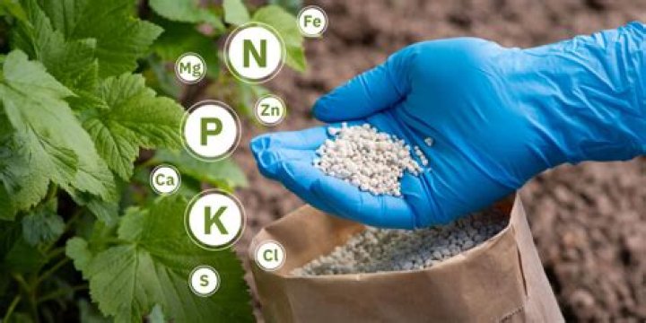 What fertilizer has zinc in it