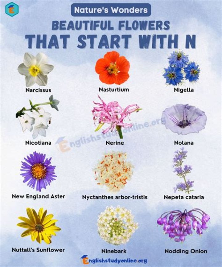 What flower starts with AZ