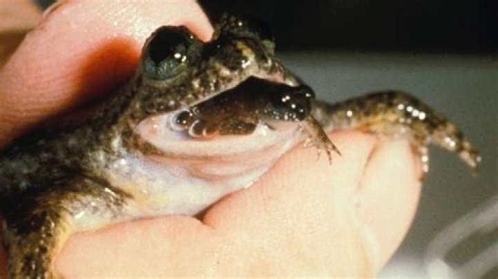 What frog can hear through its mouth?