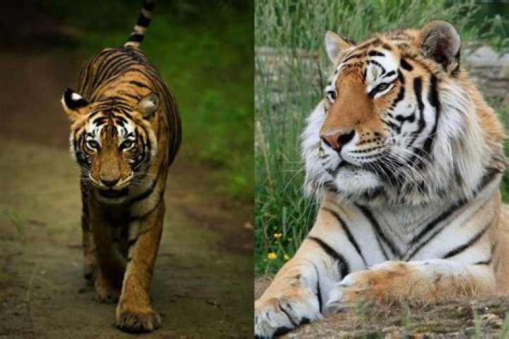 What genus does a tiger belong to?