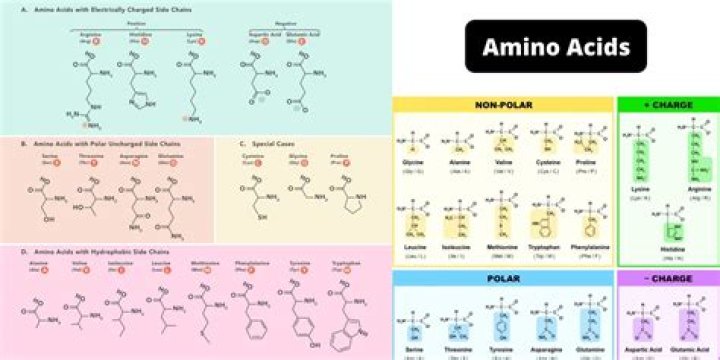 What groups makes amino acids and fatty acids acidic?