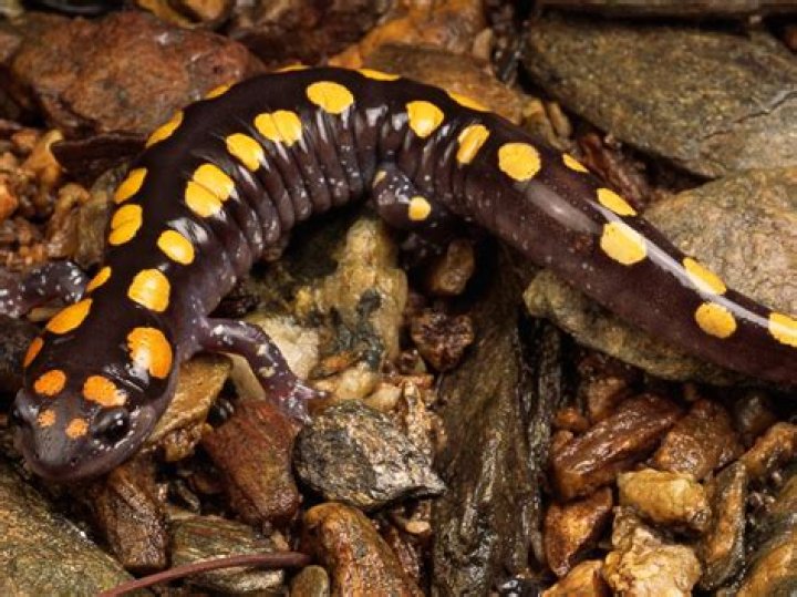 What habitat do tiger salamanders live in?