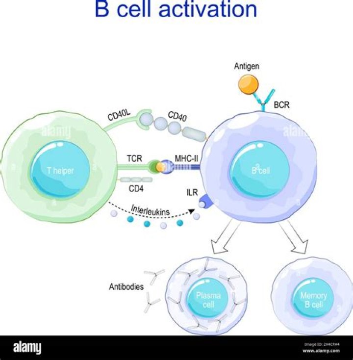 What happens after B cells are activated