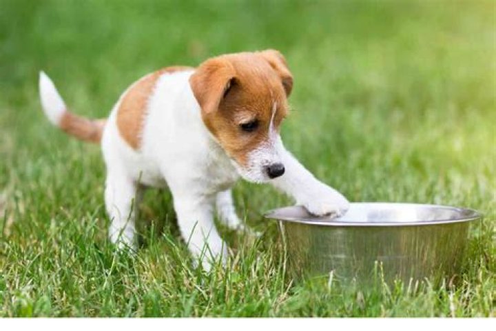 What happens if a puppy is weaned too early?