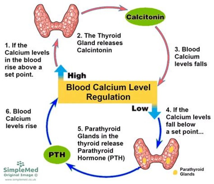 What happens when blood calcium is high quizlet?
