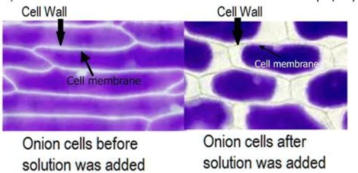 What happens when you add iodine solution to the onion cell