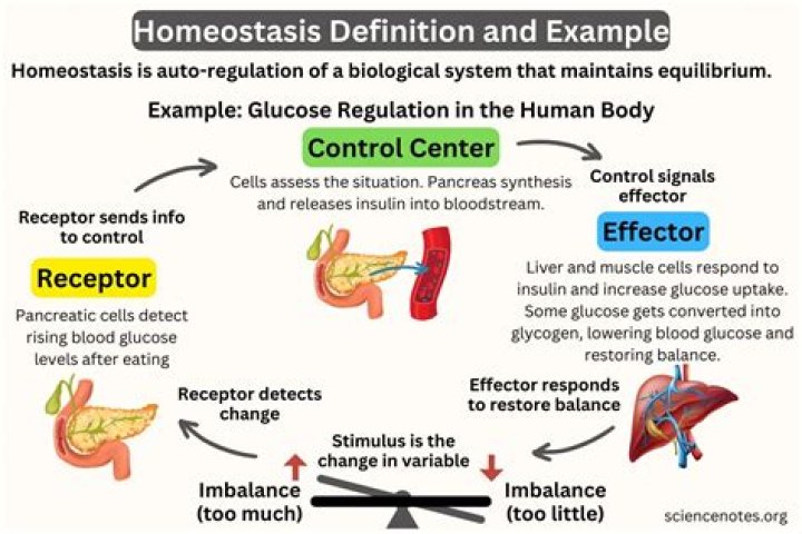 What hormones participate in glucose homeostasis