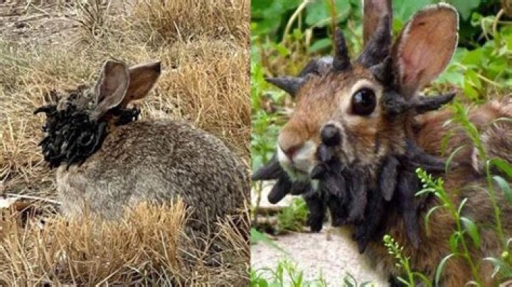 What impact did rabbits have on Australia?