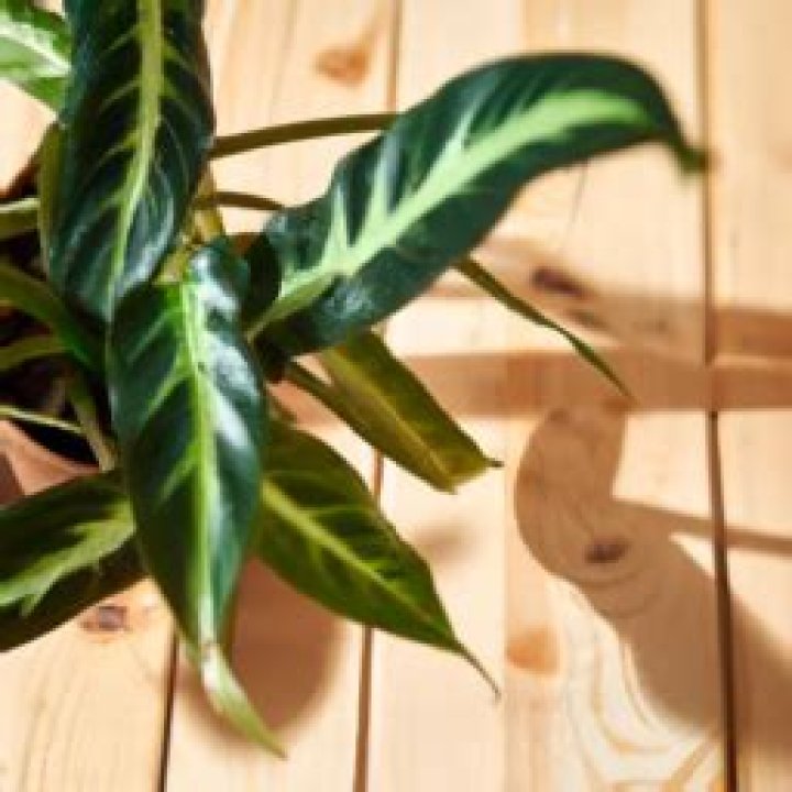 What indoor plants do well in shade?