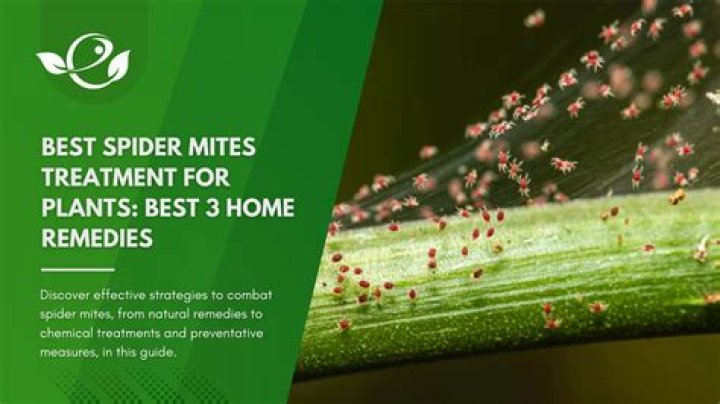 What insect kills spider mites?
