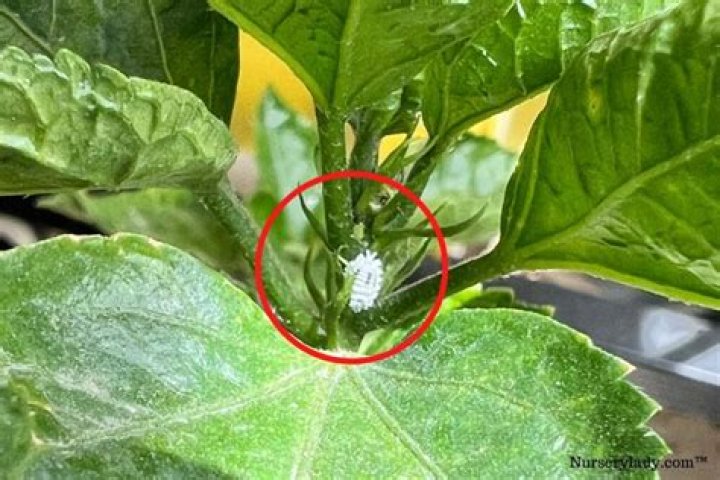 What insects attack hibiscus plants?