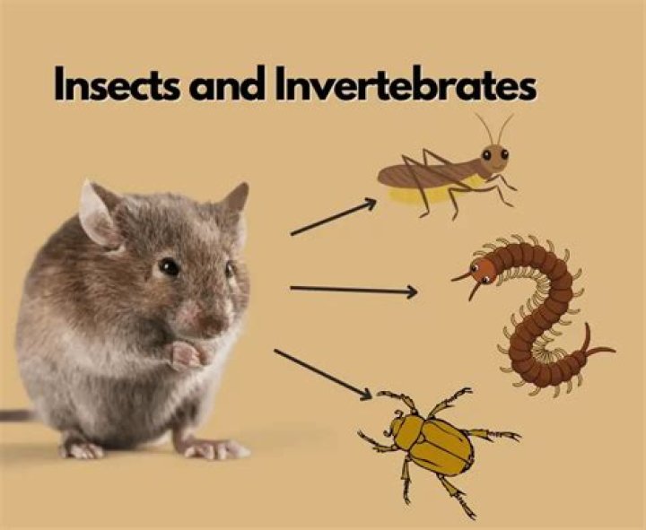What insects do mice eat?