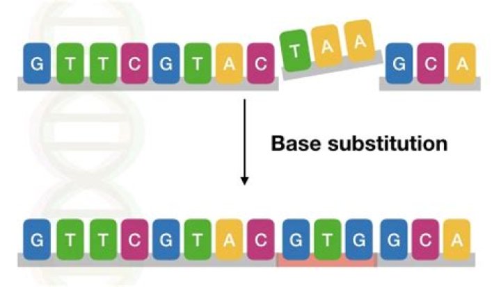 What is a base substitution mutation