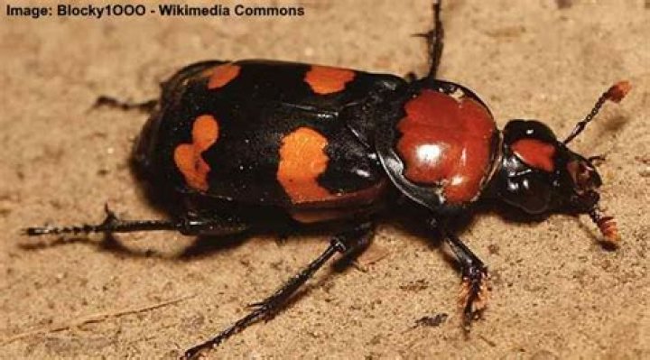 What is a black and orange beetle