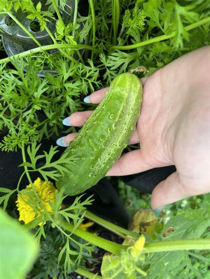 What is a Bush pickle