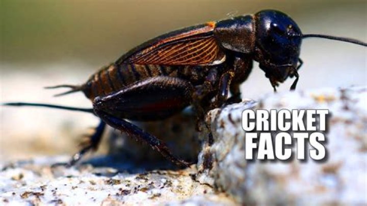 What is a cricket trailer