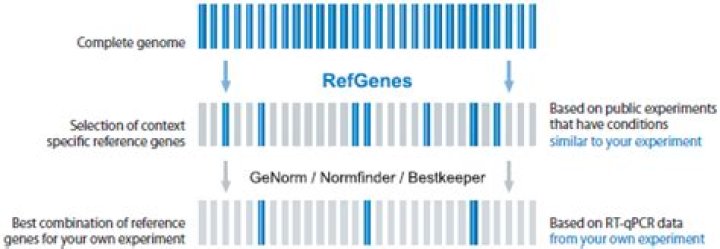 What is a housekeeping gene in qPCR?