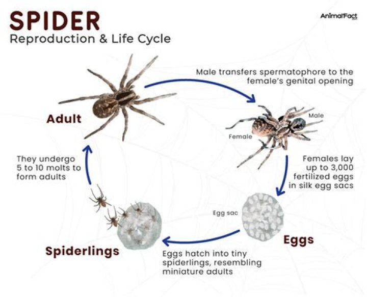 What is a life cycle of a spider?