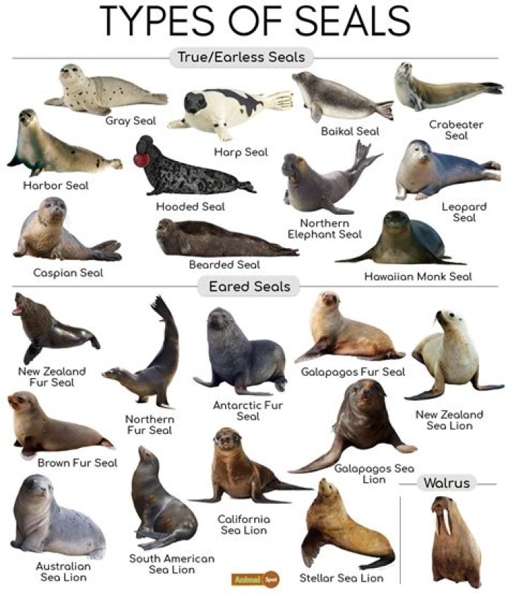 What is a seals appearance