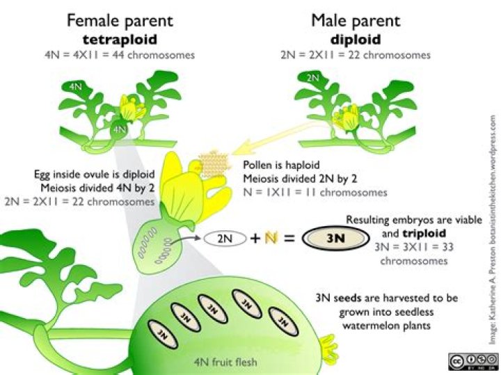 What is a triploid watermelon?