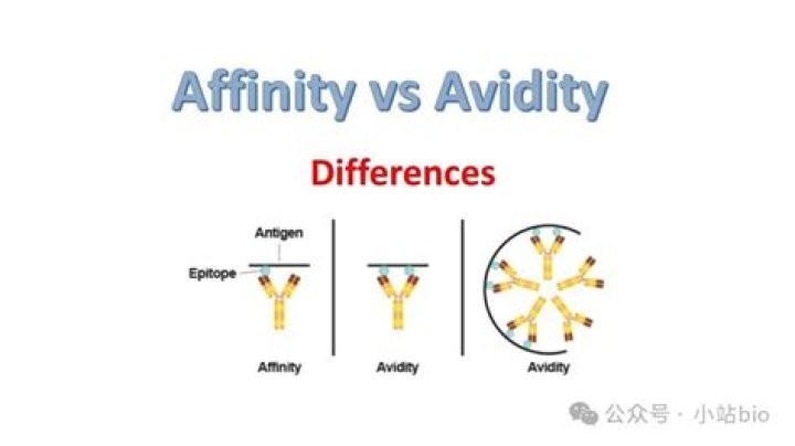 What is affinity and avidity?