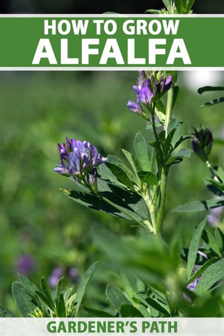 What is alfalfa tea good for?